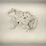 Bullfrog--Ink on insect-embeded abaca paper