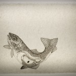 Rainbow Trout--Ink on insect-embeded abaca paper